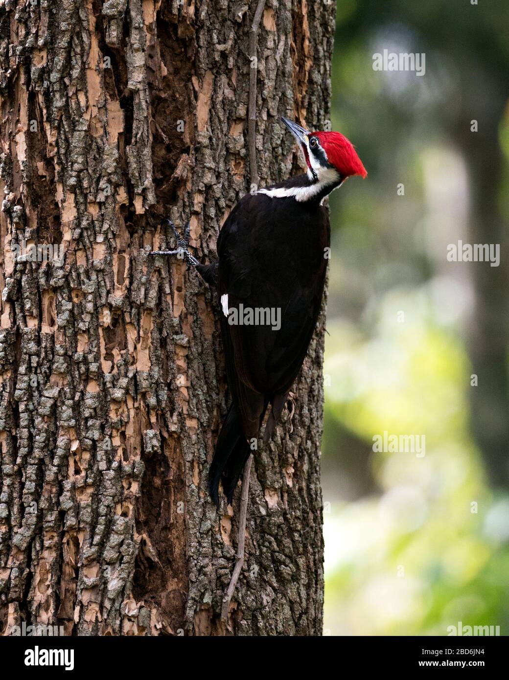 Woodpecker bird perched on a tree displaying body, plumage in its environment and surrounding in the forest with a blur background. Stock Photo