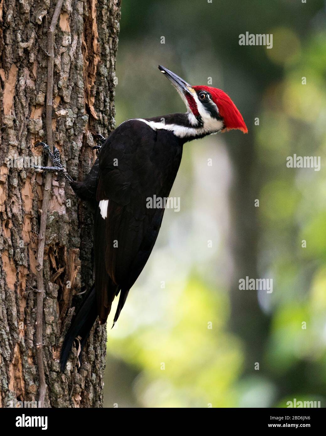 Woodpecker bird perched on a tree displaying body, plumage in its environment and surrounding in the forest with a blur background. Stock Photo