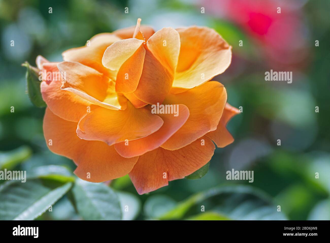 close up of a rose in front of blurry background Stock Photo