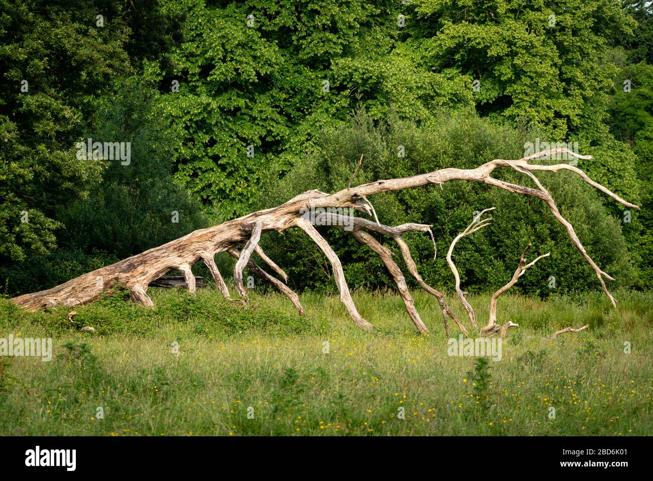 Fallen old dry tree against lush blooming greenery as nature juxtaposition on sunny summer day in Killarney National Park, County Kerry, Ireland Stock Photo