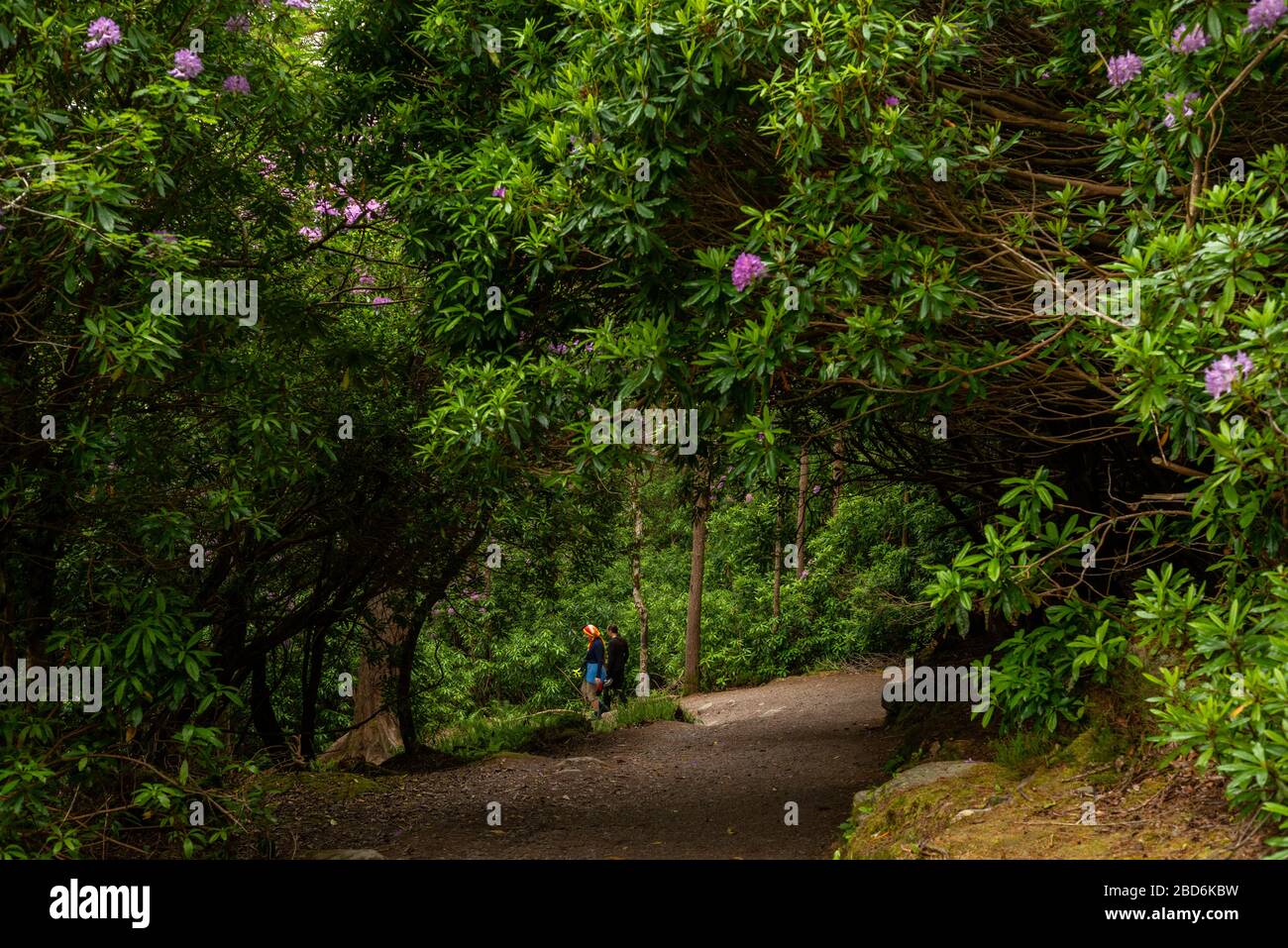 A couple walking under a canopy of blooming Rhododendron in Killarney National Park, County Kerry, Ireland. Stock Photo