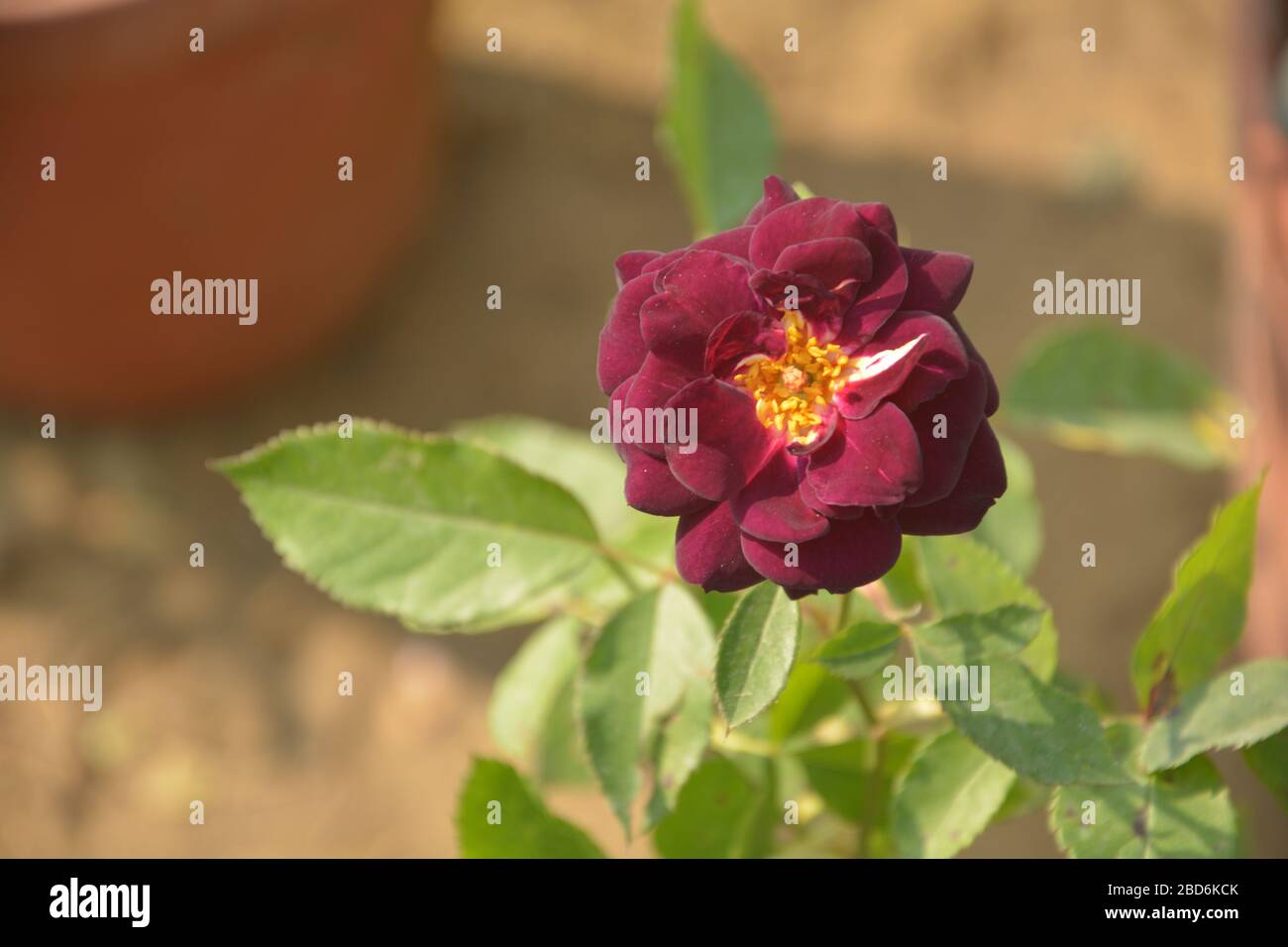 Close up of a beautiful blackish Rose with green leaves, Rosa flower blooming in a garden of West Bengal, India, selective focusing Stock Photo