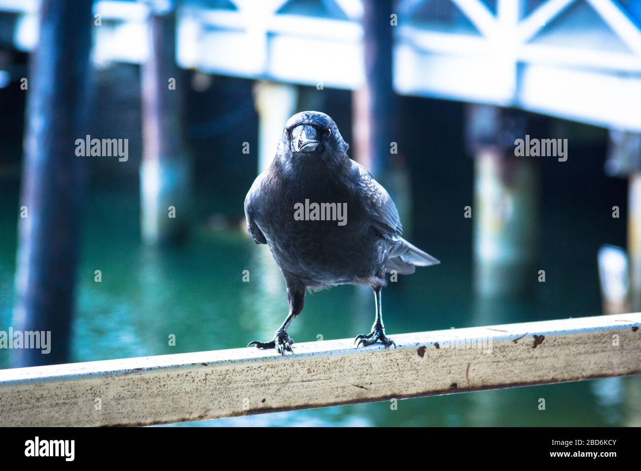 A black crow/raven staring while standing on a pier Stock Photo