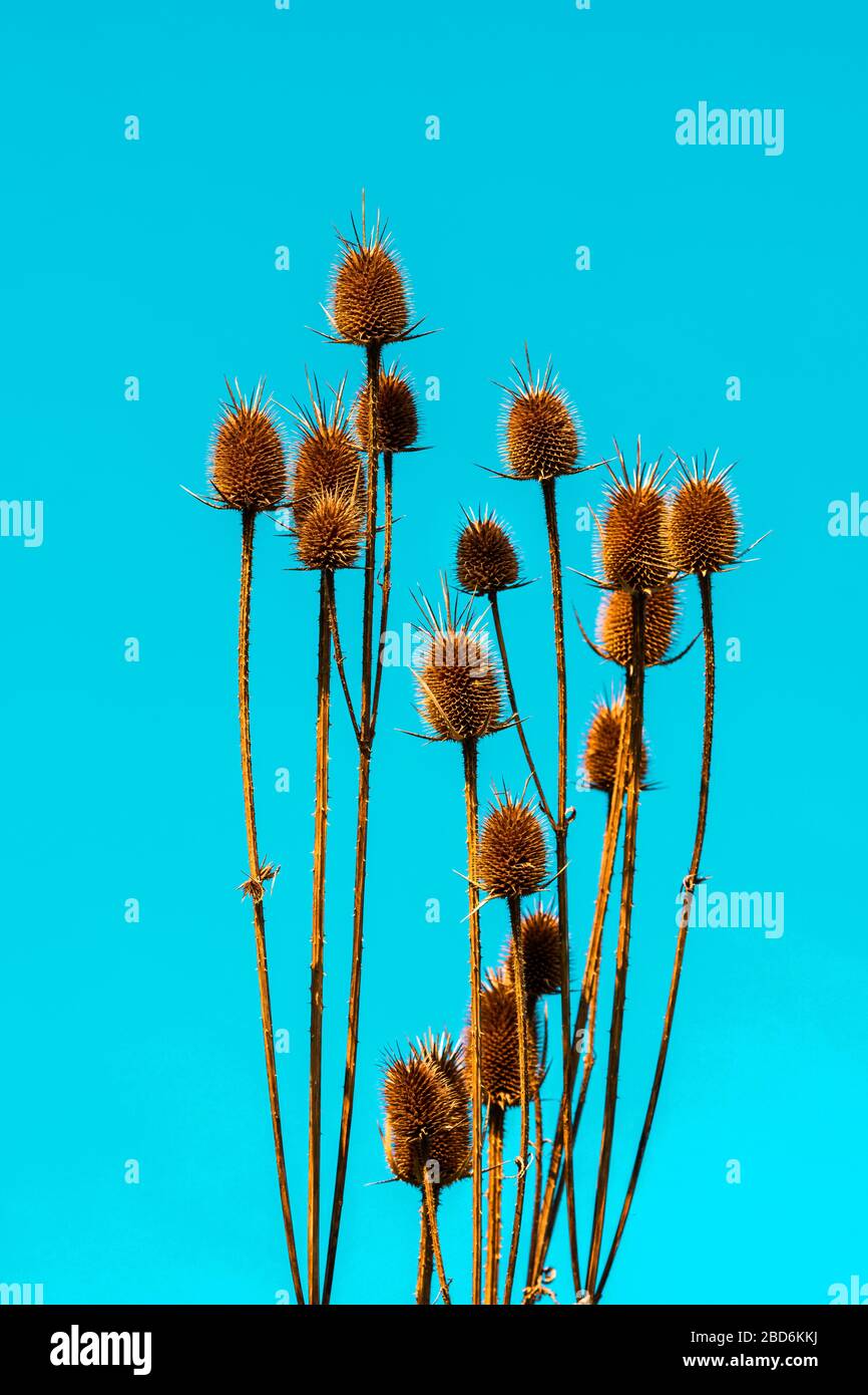 Dry orange brown cutleaf teasel (wild plant) in bright sunlight isolated on colorful turquoise teal background. Vibrant saturated complementary colors Stock Photo