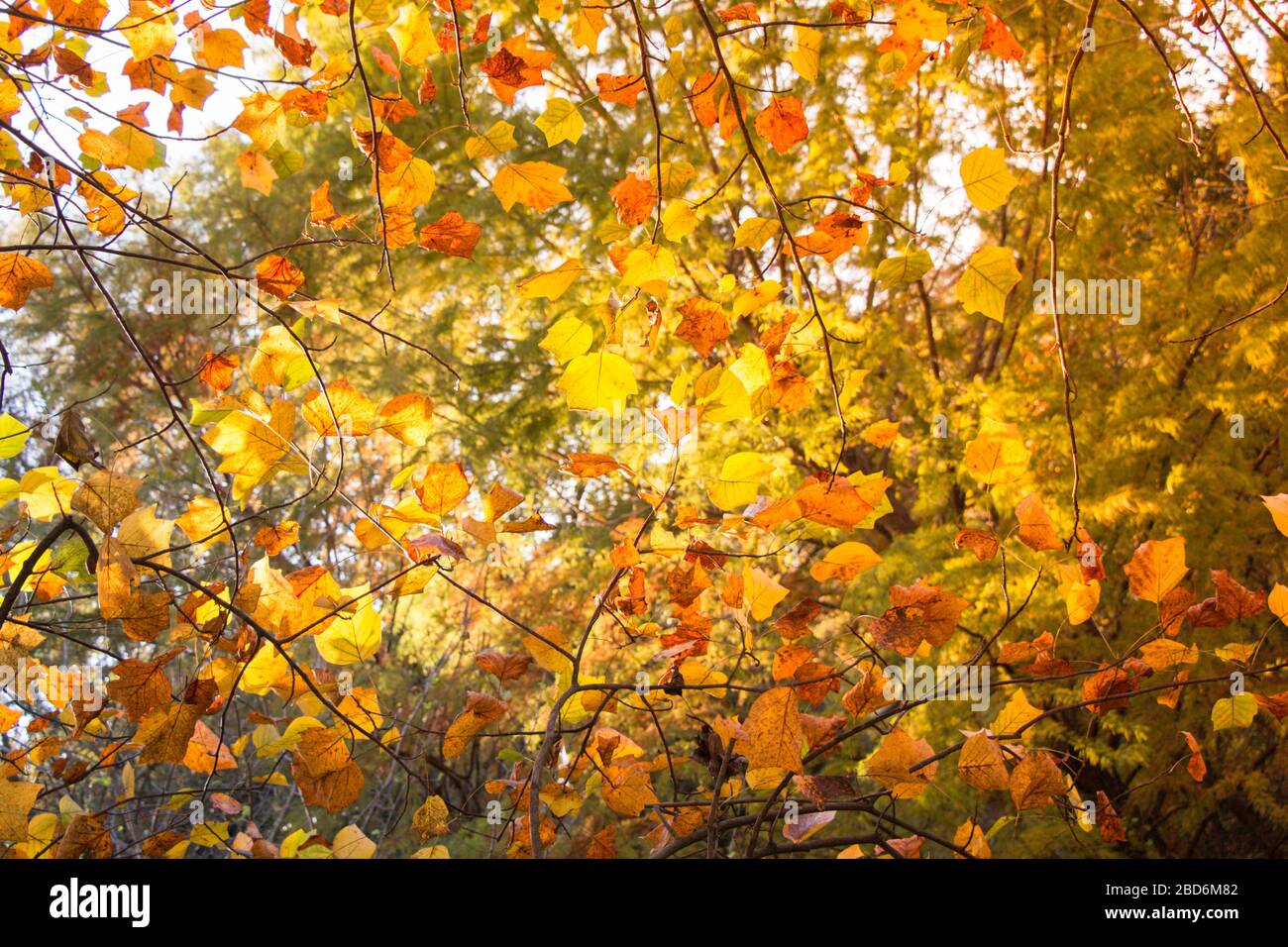 Beautiful dry leaves as an autumn background texture Stock Photo - Alamy