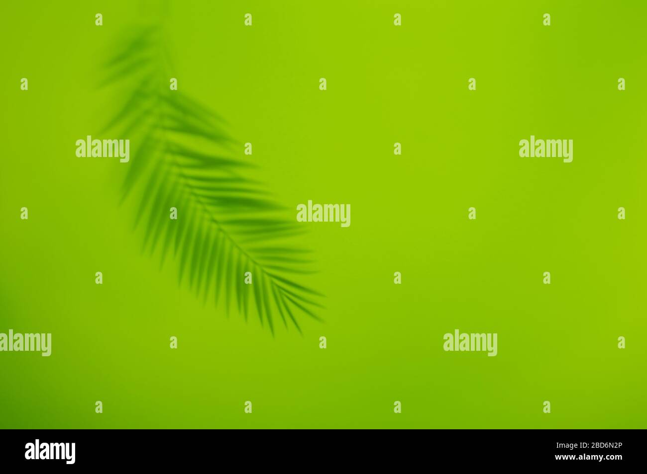 Palm leaf shadow on vivid green background. Minimal summer concept with tropical shadows. Creative abstract background with copy space for text. Stock Photo
