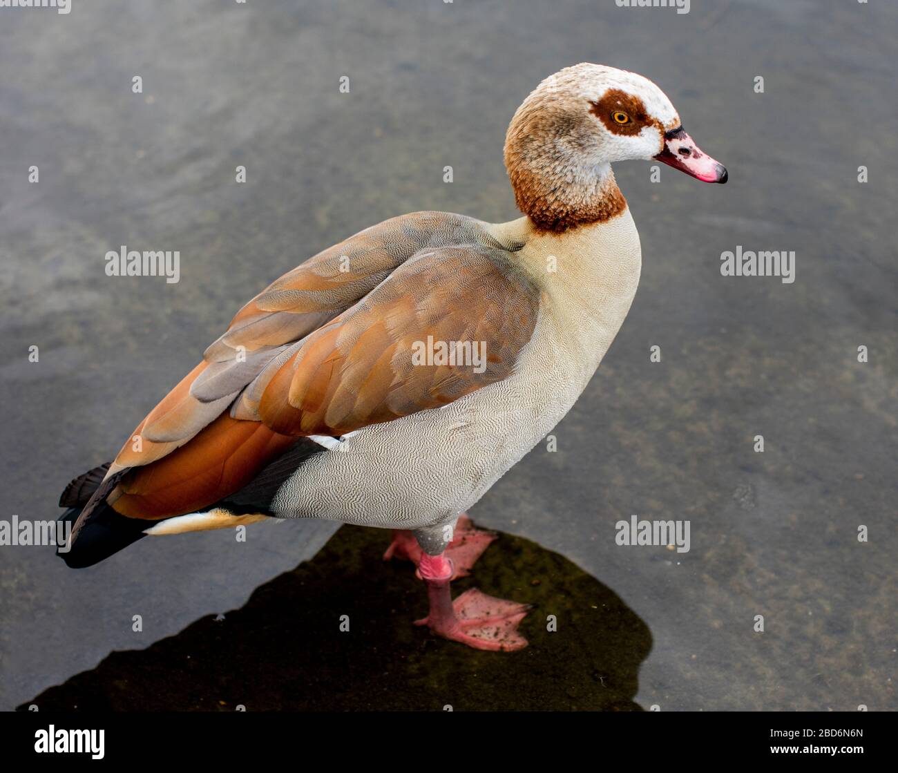 Egyptian Goose (Alopochen aegyptiaca) in the Long Water, Kensington Gardens, London, UK Stock Photo