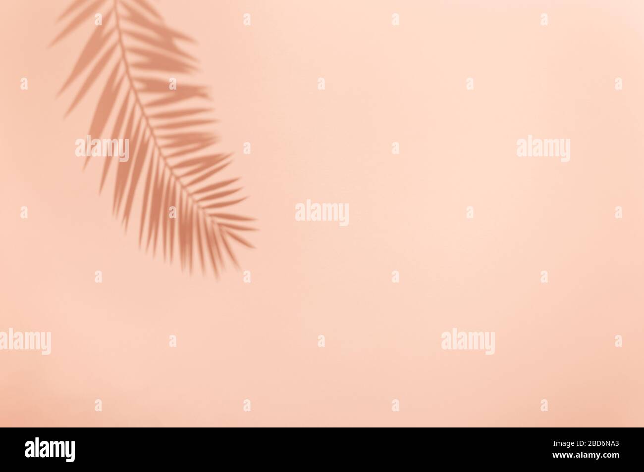 Palm leaf shadow on vivid pink background. Minimal summer concept with tropical shadows. Creative abstract background with copy space for text. Stock Photo