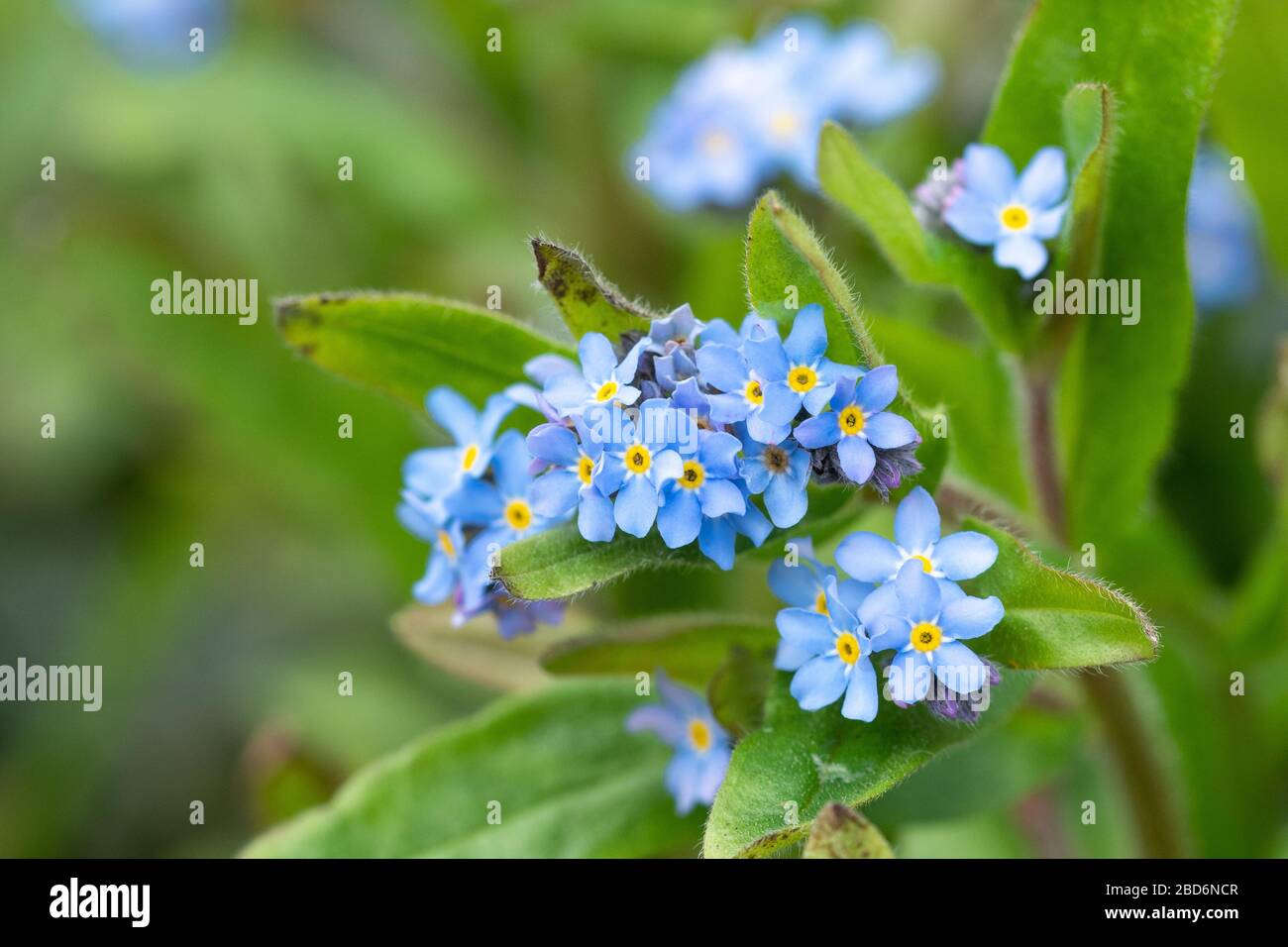 Wild flowers (Myosotis) in April, UK Stock Photo Alamy