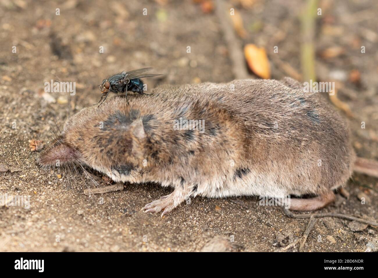 A blow fly on the corpse of a shrew, dead small mammal, UK Stock Photo