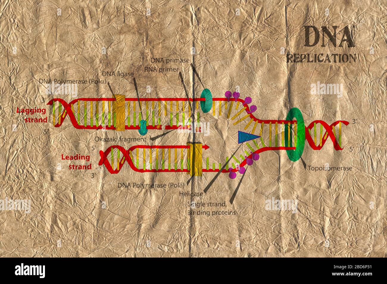 DNA replication schematics diagram on very old paper texture. Stock Photo