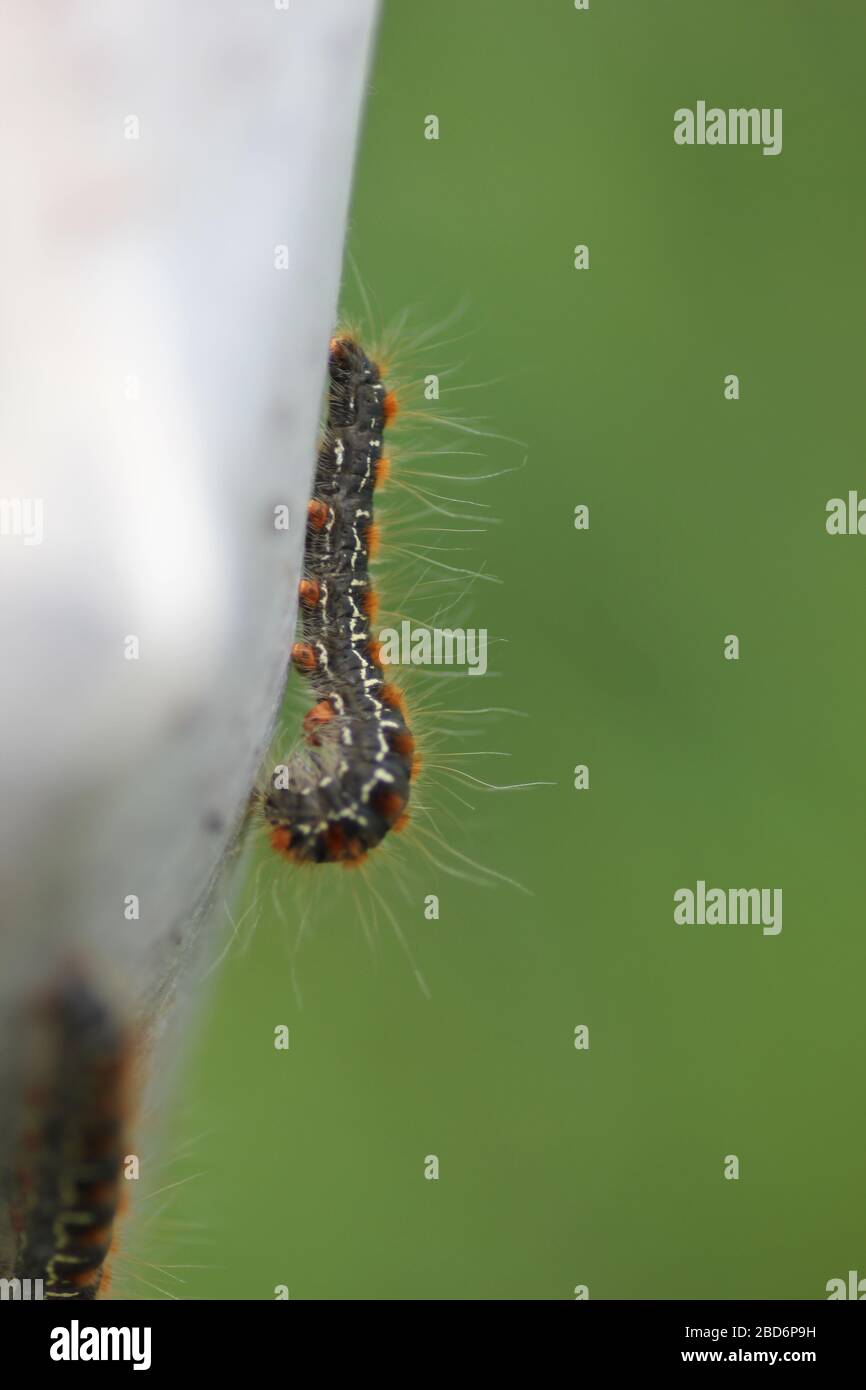 Caterpillar cocoon hi-res stock photography and images - Alamy