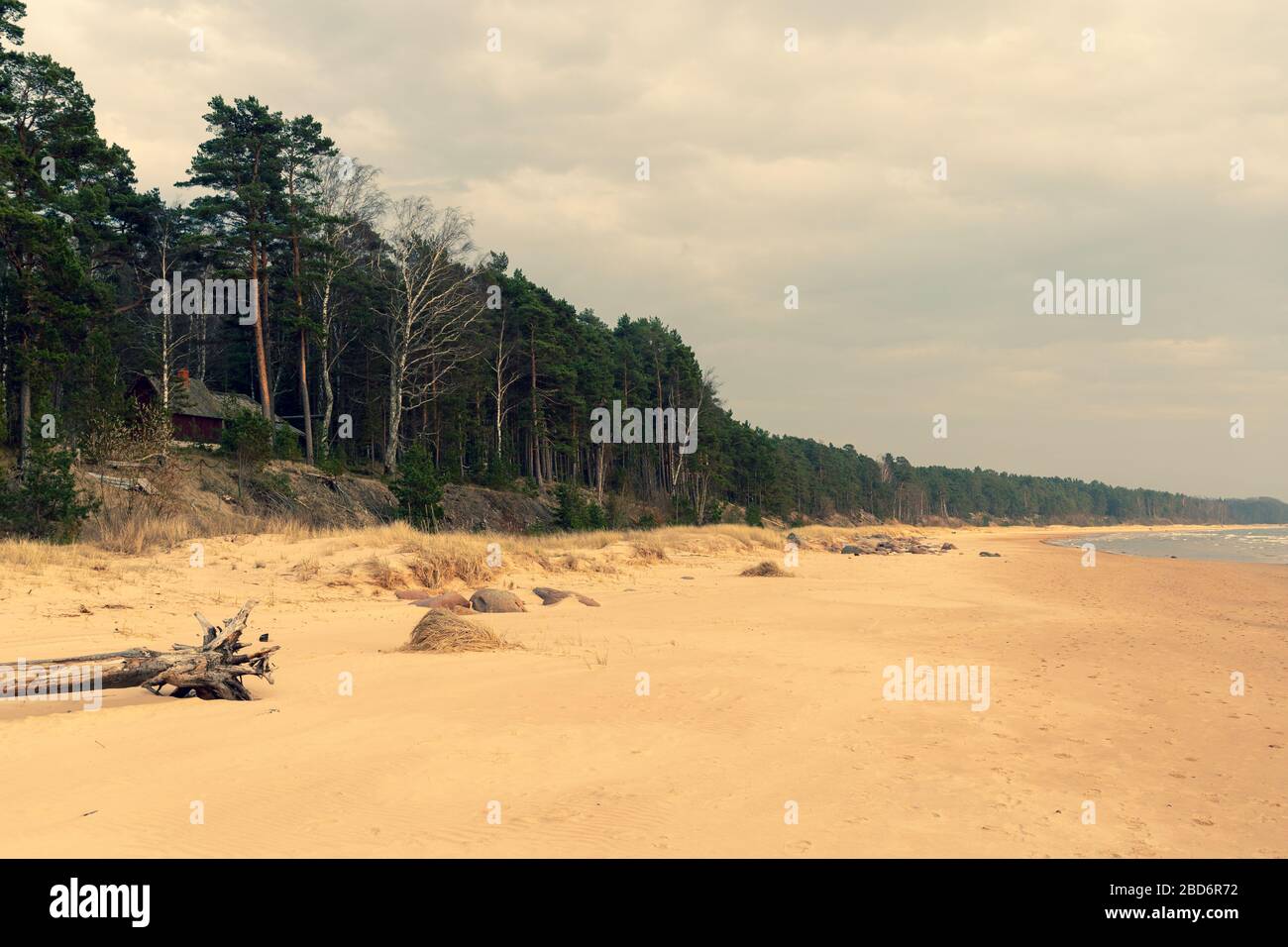 Sandy Baltic coast with pine dunes Stock Photo