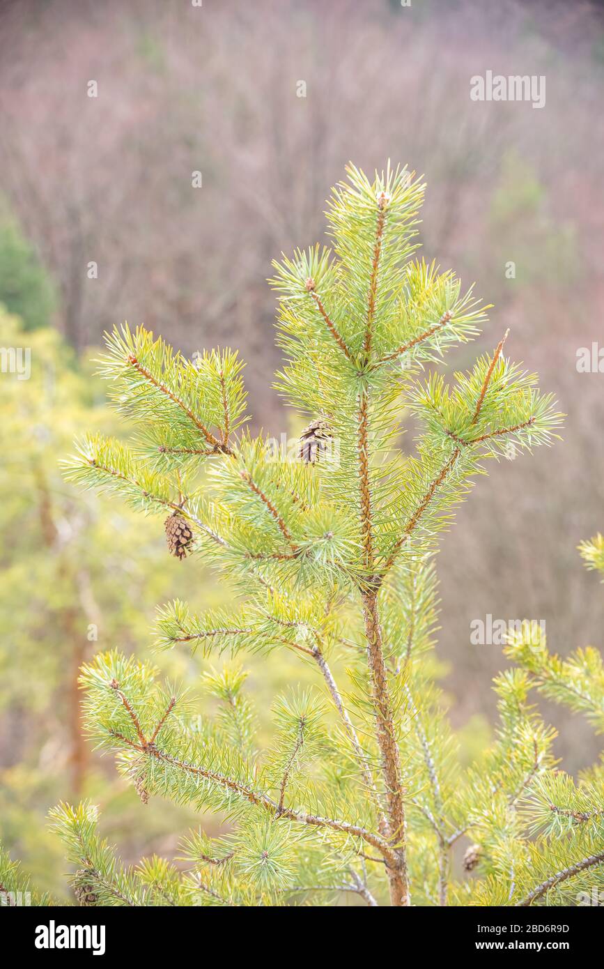 Pine cone open on branch hi-res stock photography and images - Alamy