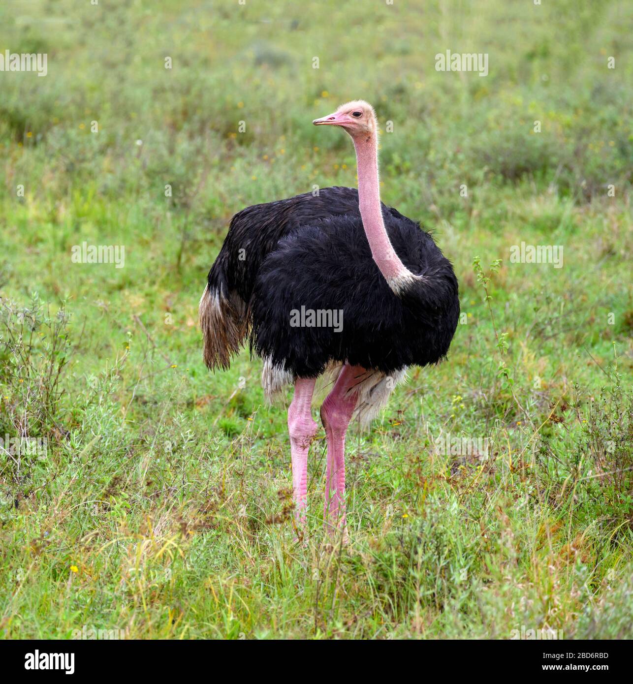 Ostrich. Common Ostrich (Struthio camelus) in Nairobi National Park, Kenya, East Africa Stock Photo