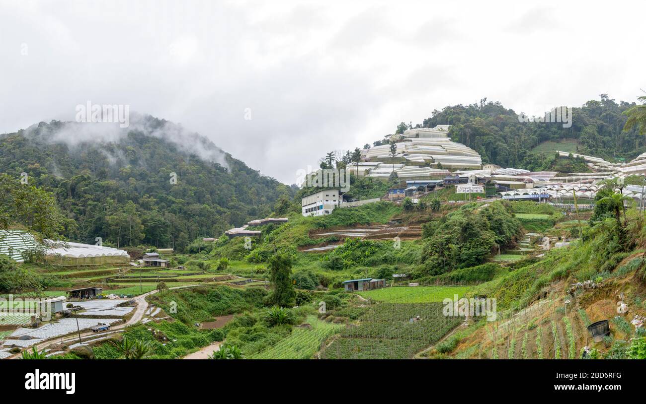 Polytunnels covering the hillside along route 59 near Taman Tringkap, Cameron Highlands, Malaysia Stock Photo