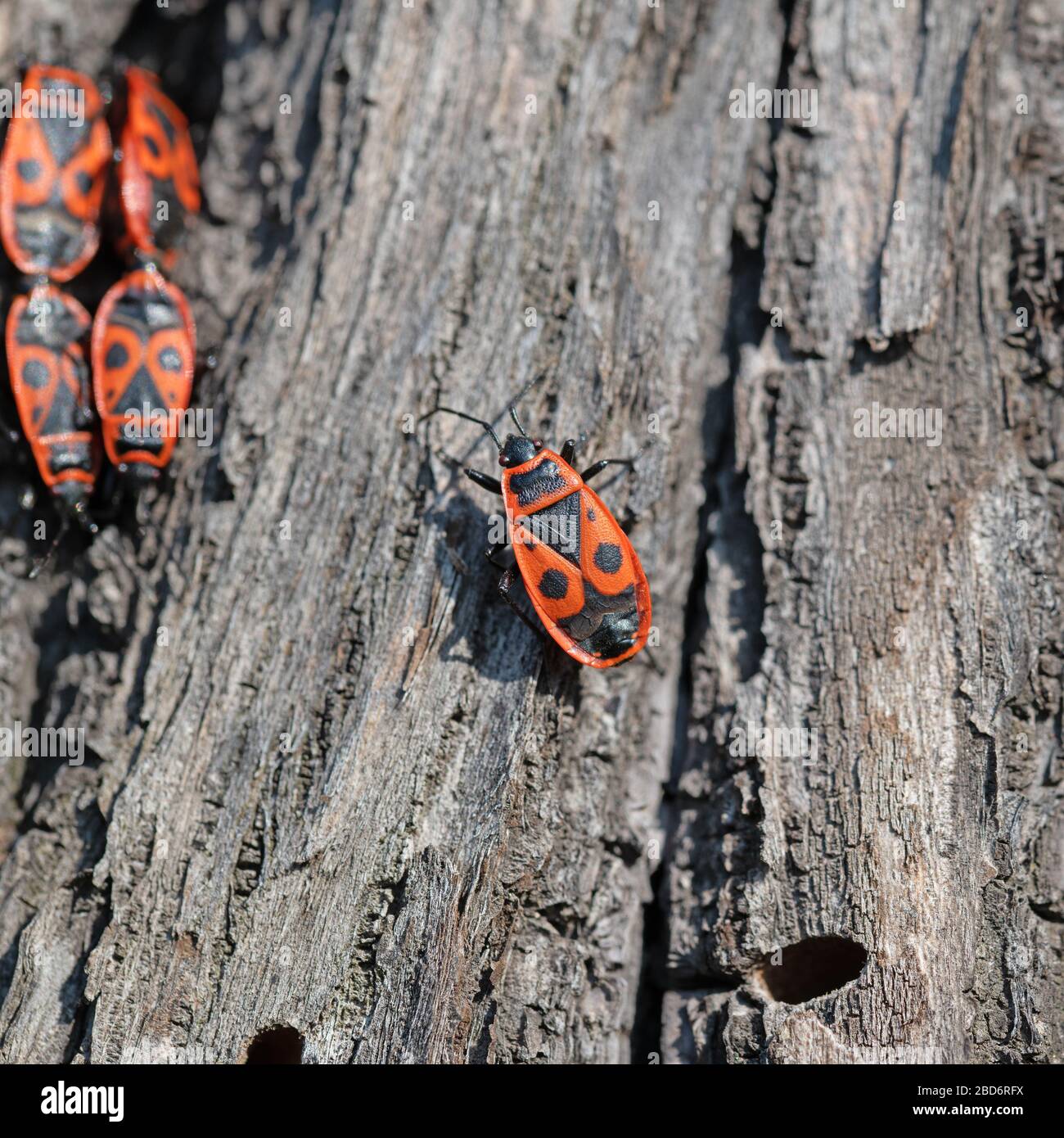 Common Fire Bug,Pyrrhocoris apterus,Lime tree bark Stock Photo Alamy