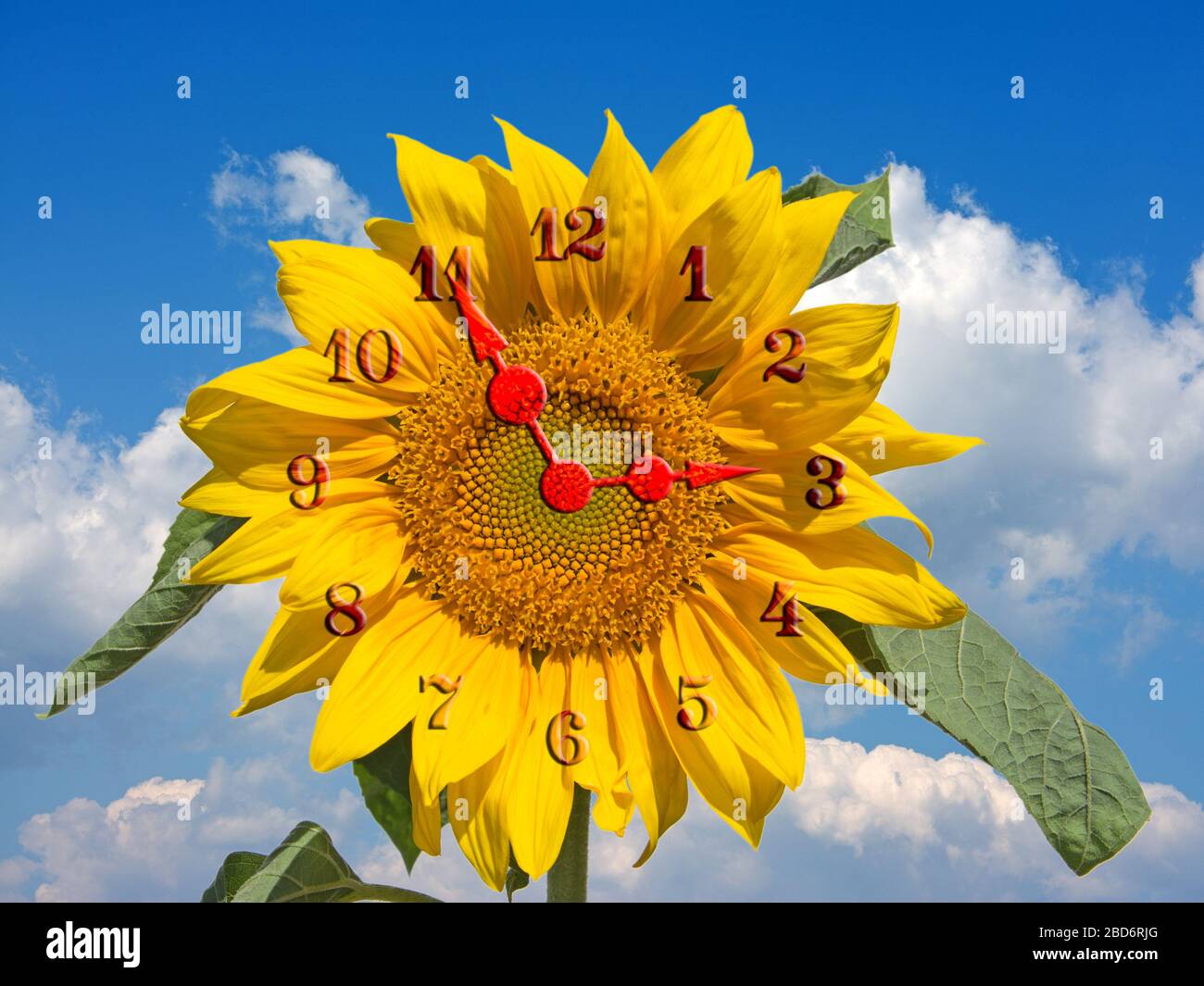 Sunflower with clock in front of cloudy sky Stock Photo