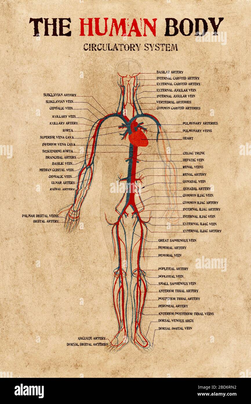 human body circulatory system diagram on very old paper Stock Photo - Alamy