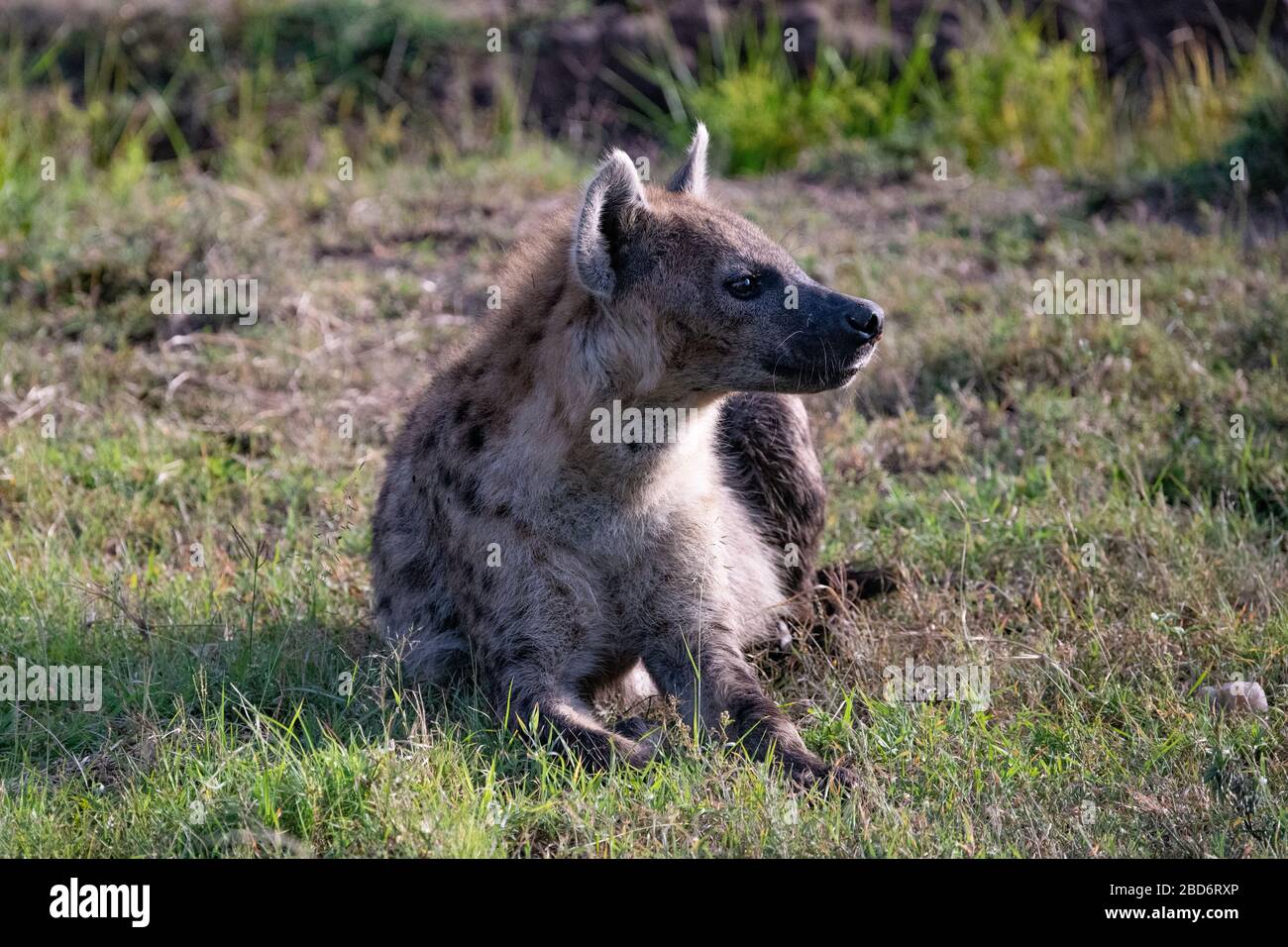 Hyene High Resolution Stock Photography And Images Alamy Hyene High Resolution Stock Photography And Images Alamy