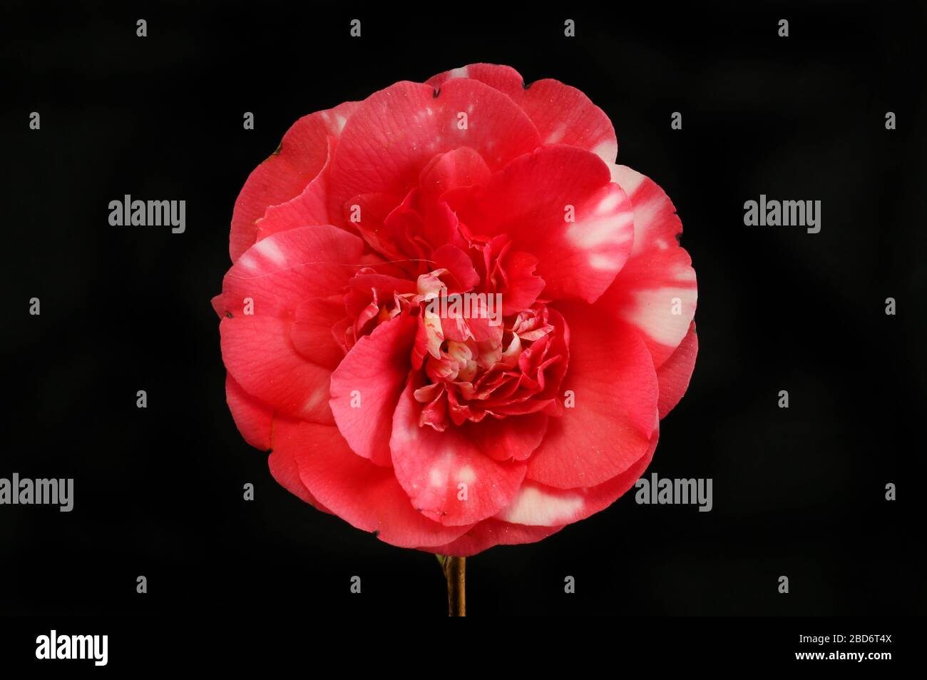 Red and white camellia flower isolated against black Stock Photo