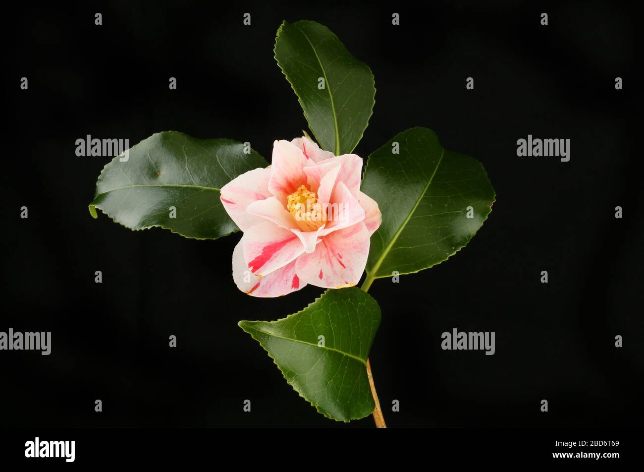 White and red camellia flower and foliage isolated against black Stock Photo