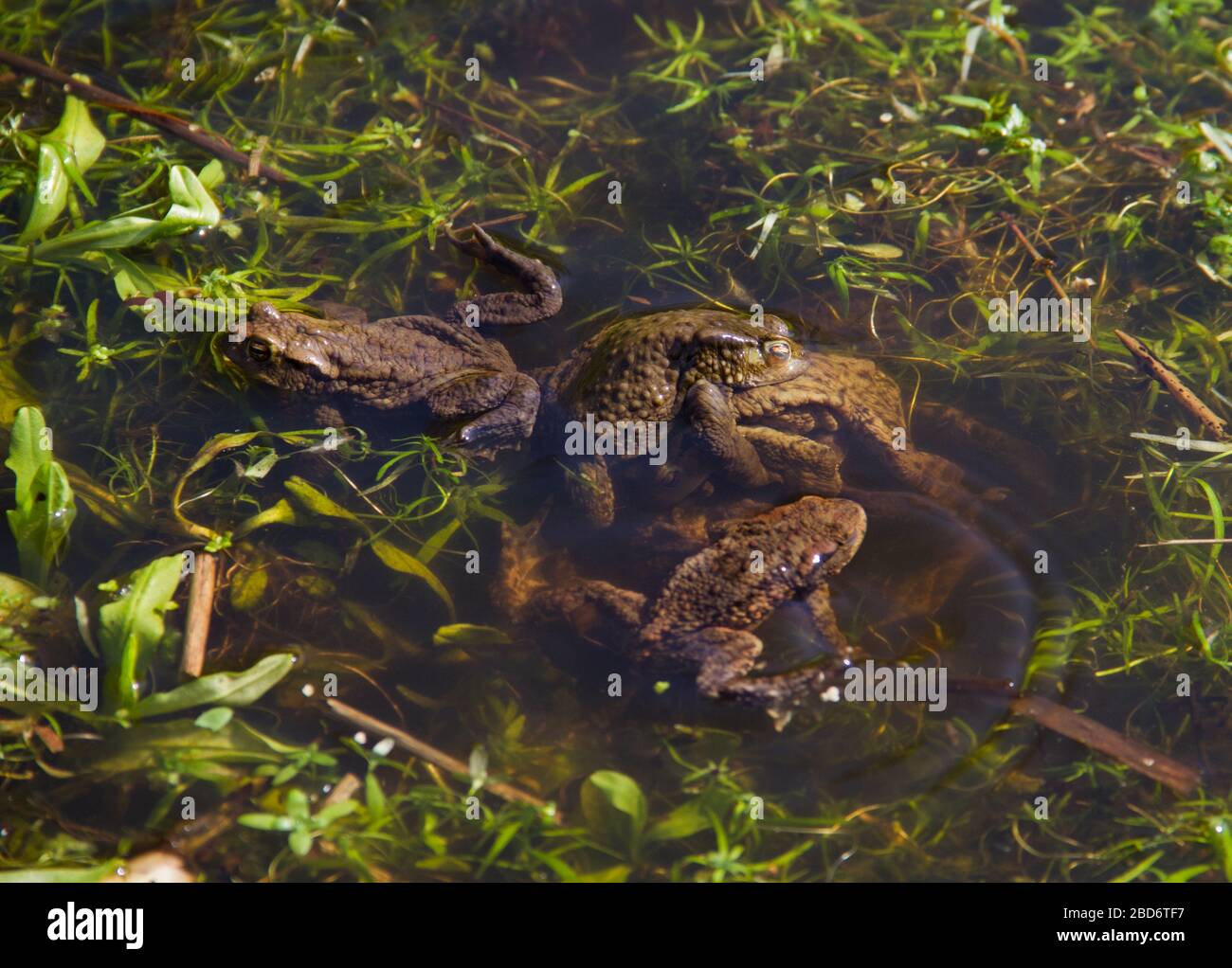 Group of Common frogs mating in a pond between aquatic plants Stock Photo Alamy