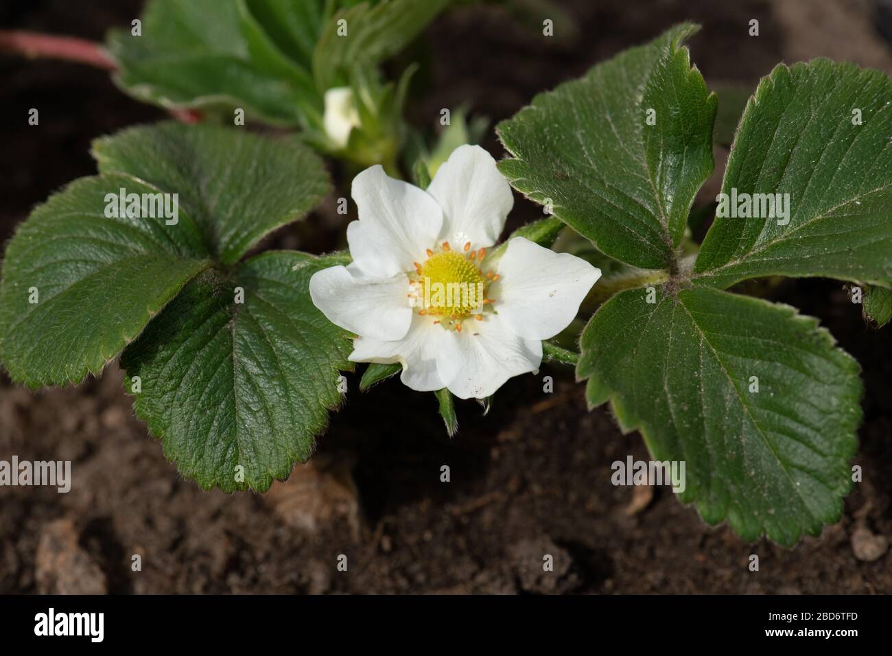 Strawberry plant in pot, spring, three leaves, flowering, from above ...