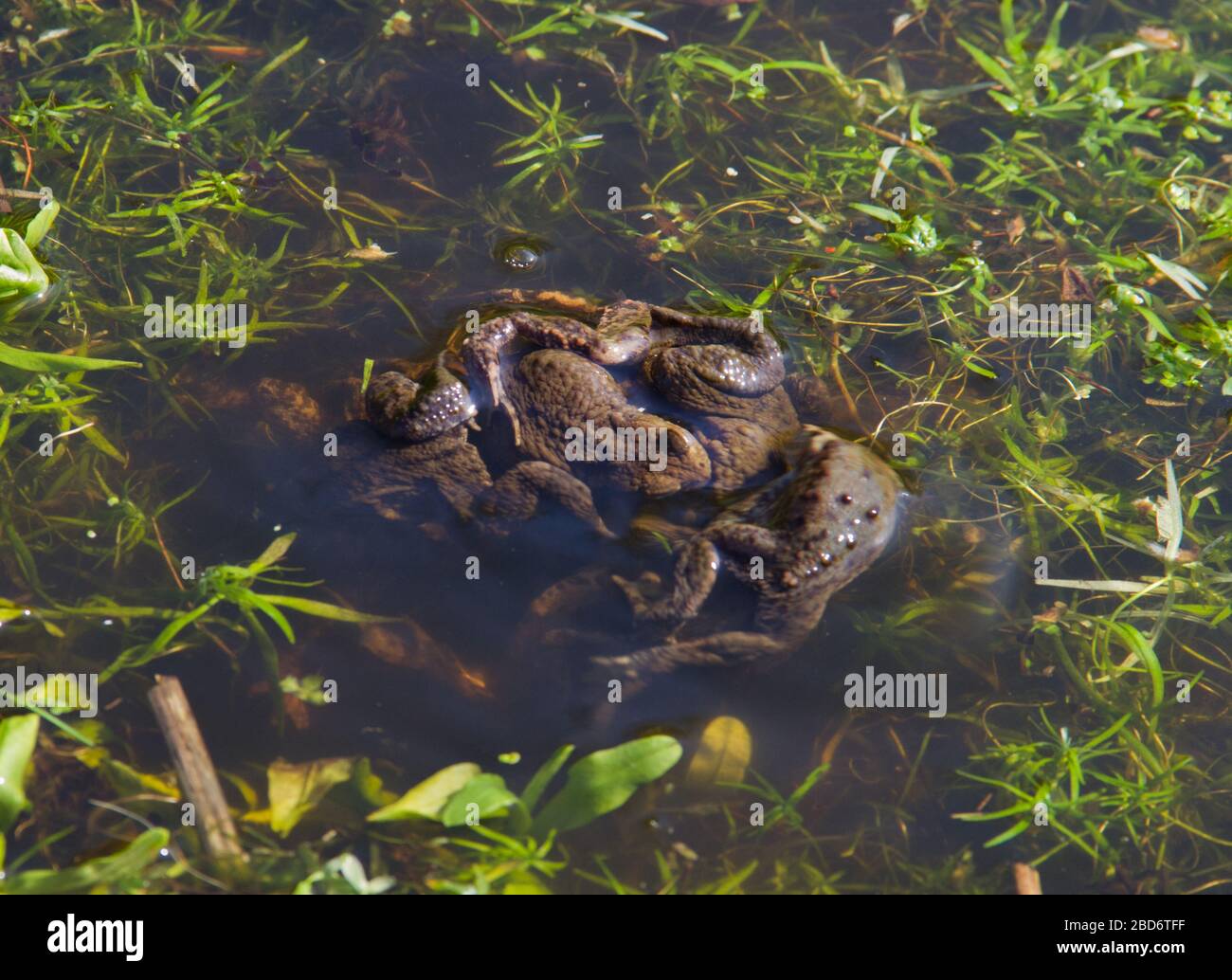 Group of Common frogs mating in a pond between aquatic plants Stock