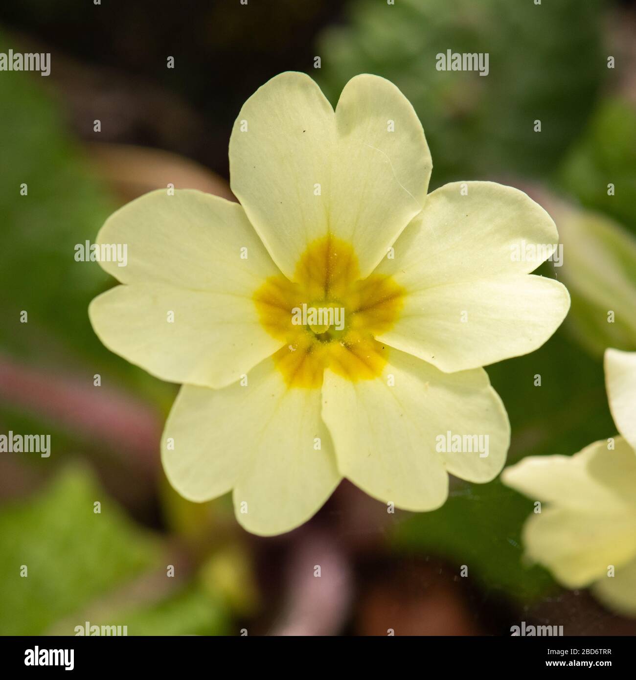 British garden flowers, Jersey, Channel Islands Stock Photo