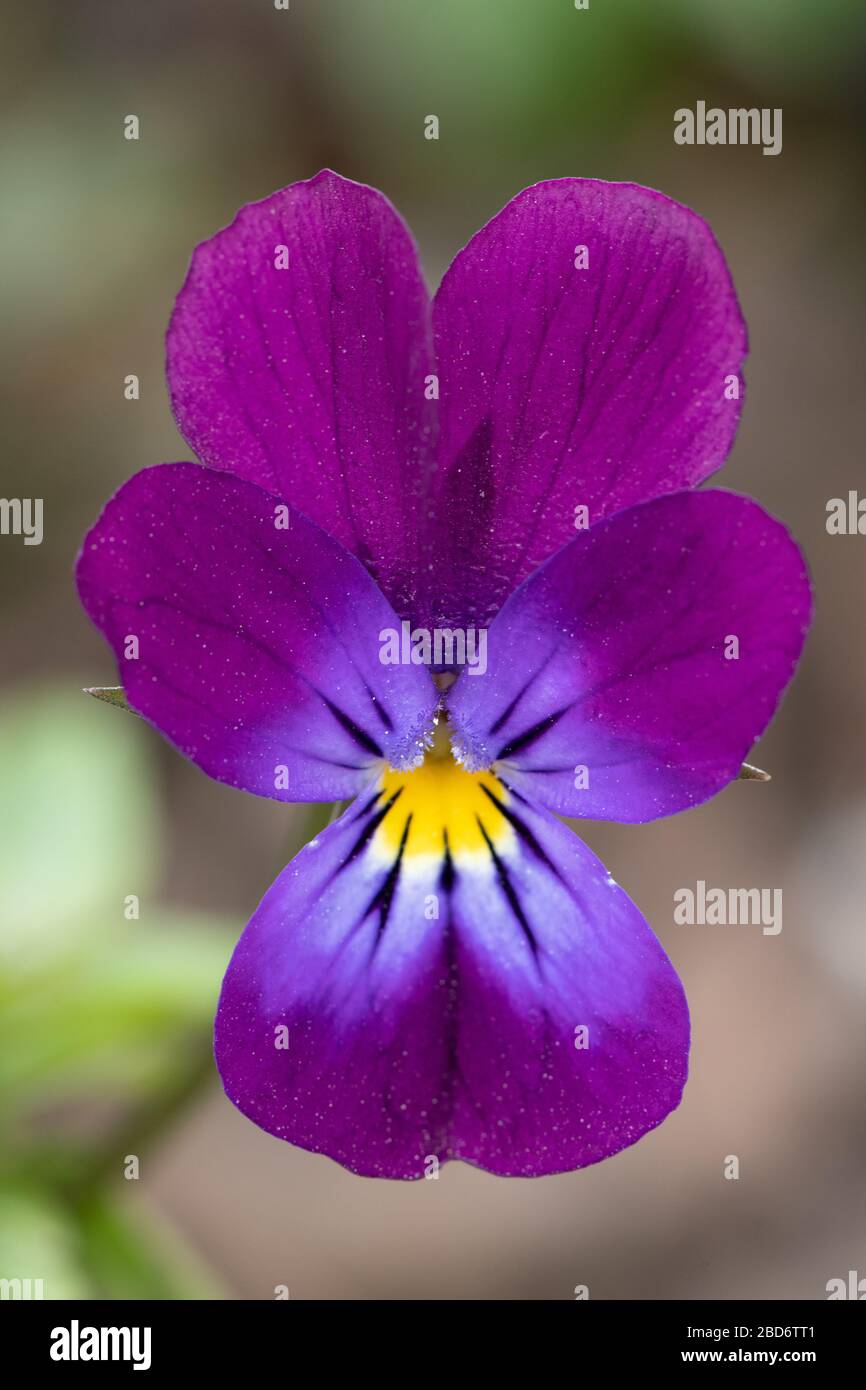 British Garden Flowers Jersey Channel Islands Stock Photo Alamy british-garden-flowers-jersey-channel-islands-stock-photo-alamy