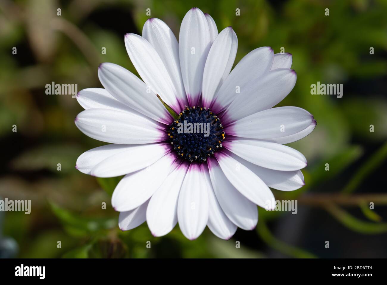 British garden flowers, Jersey, Channel Islands Stock Photo Alamy