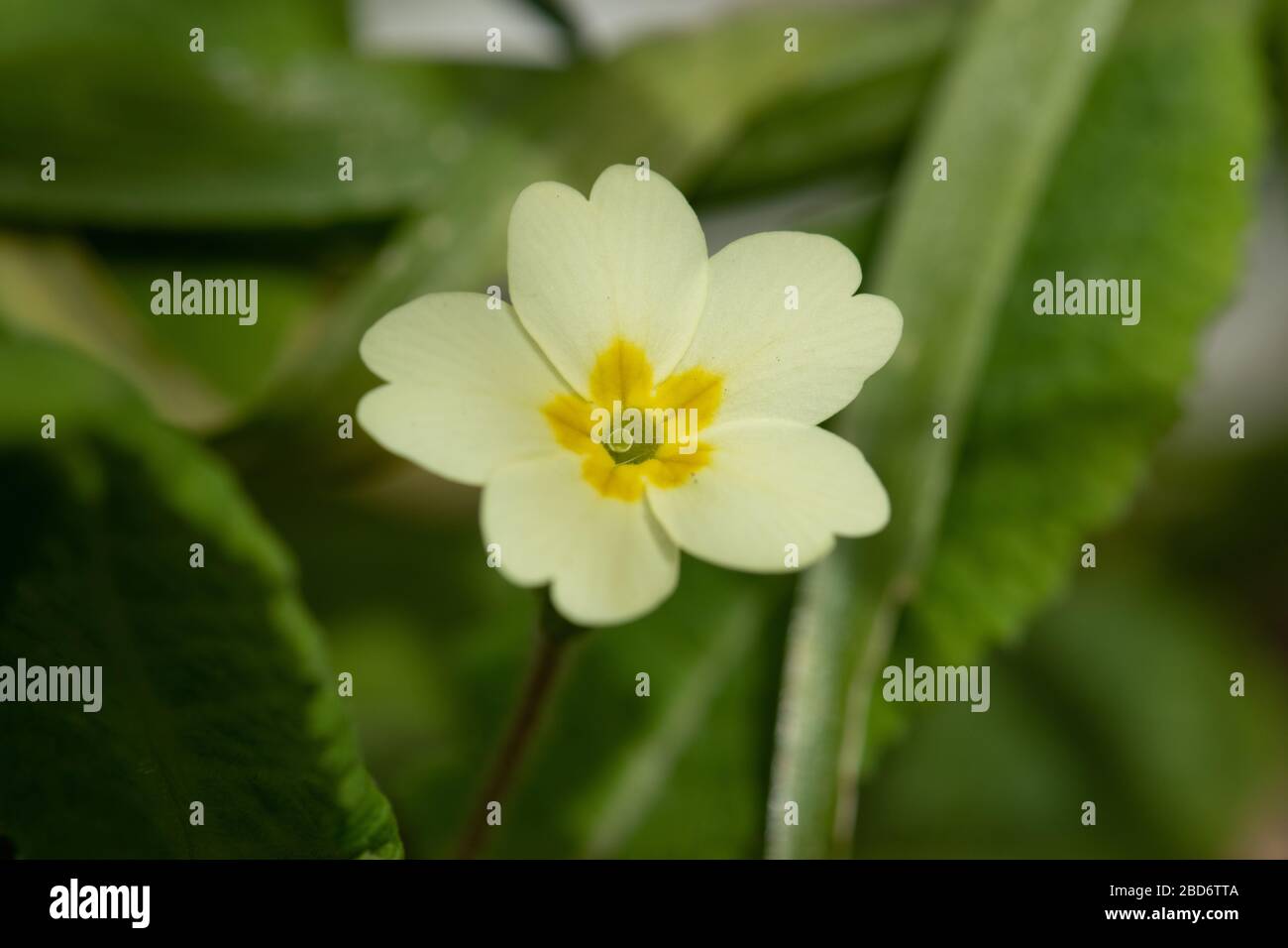 British garden flowers, Jersey, Channel Islands Stock Photo