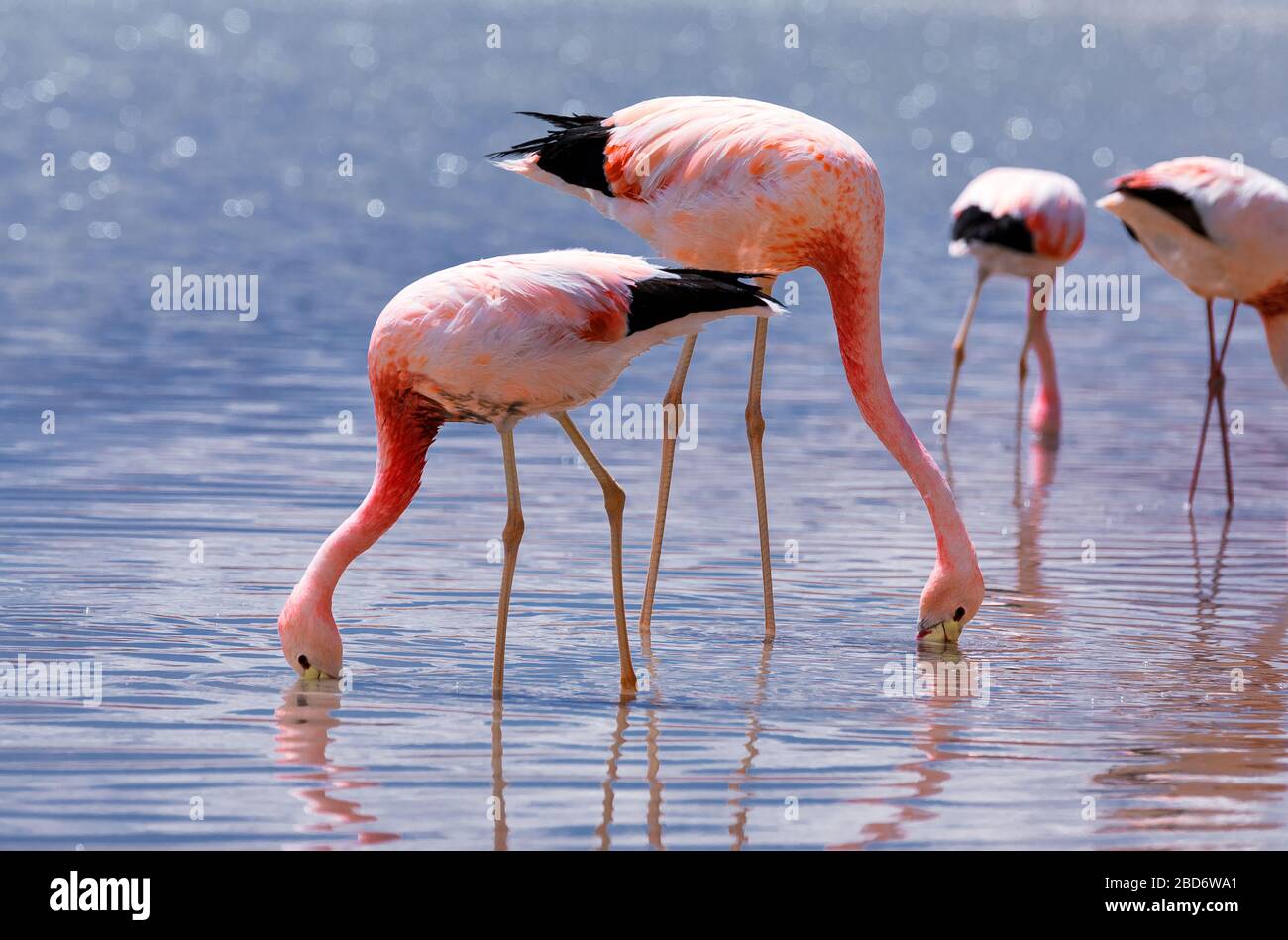 Fauna de chile hi-res stock photography and images - Alamy
