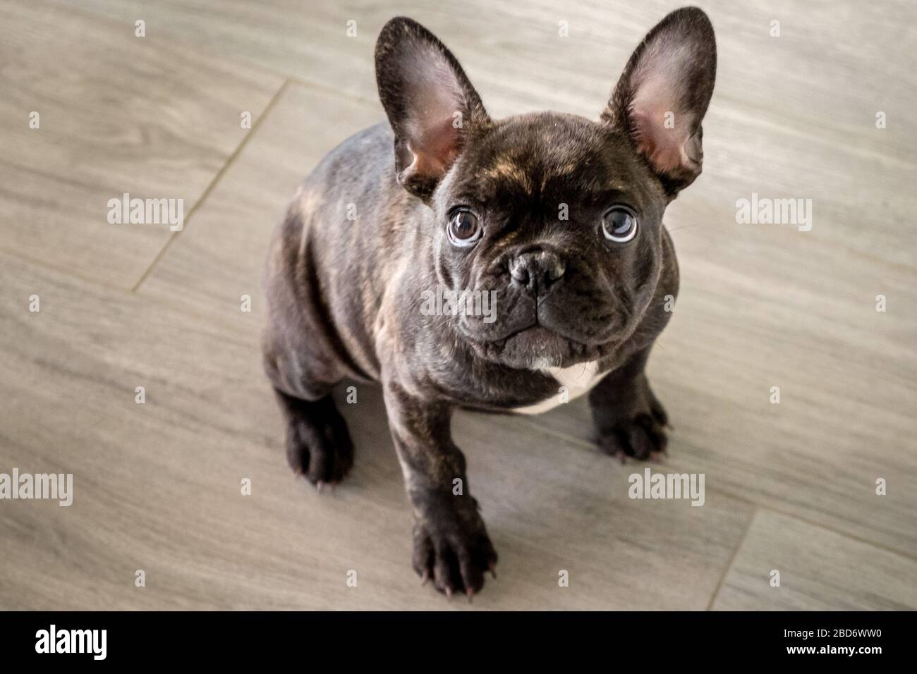 small white french dog