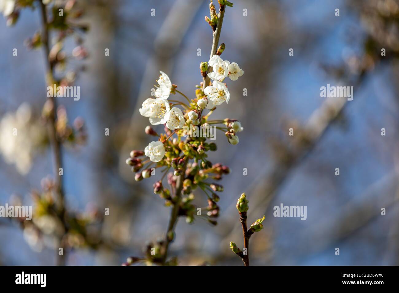 Blossom of the white cherry tree as the sign of spring time, selective focus Stock Photo