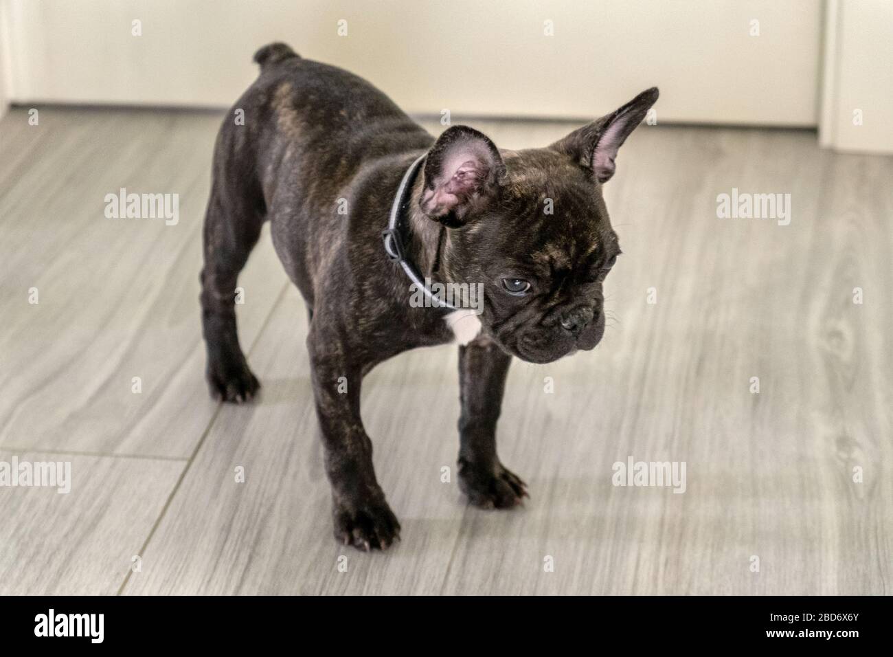 small white french dog