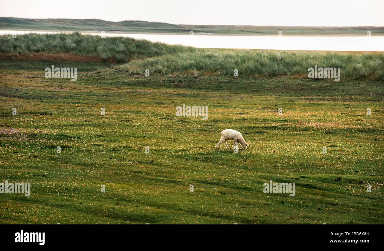 Lamb grazing on green pasture, in the morning, on nature reserve, at North Sea shores. Countryside landscape on Sylt island, Germany. Stock Photo