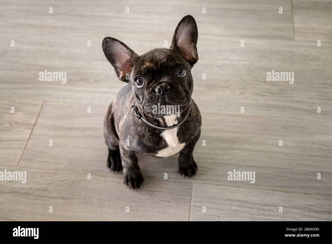 Small white french dog 2025