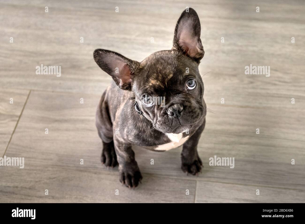 Do French Bulldogs Have Underbites