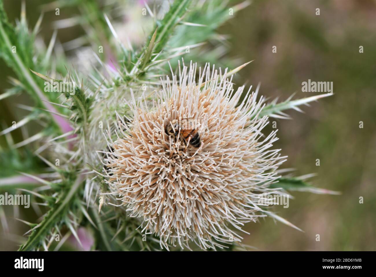 Bull thistle hi-res stock photography and images - Alamy