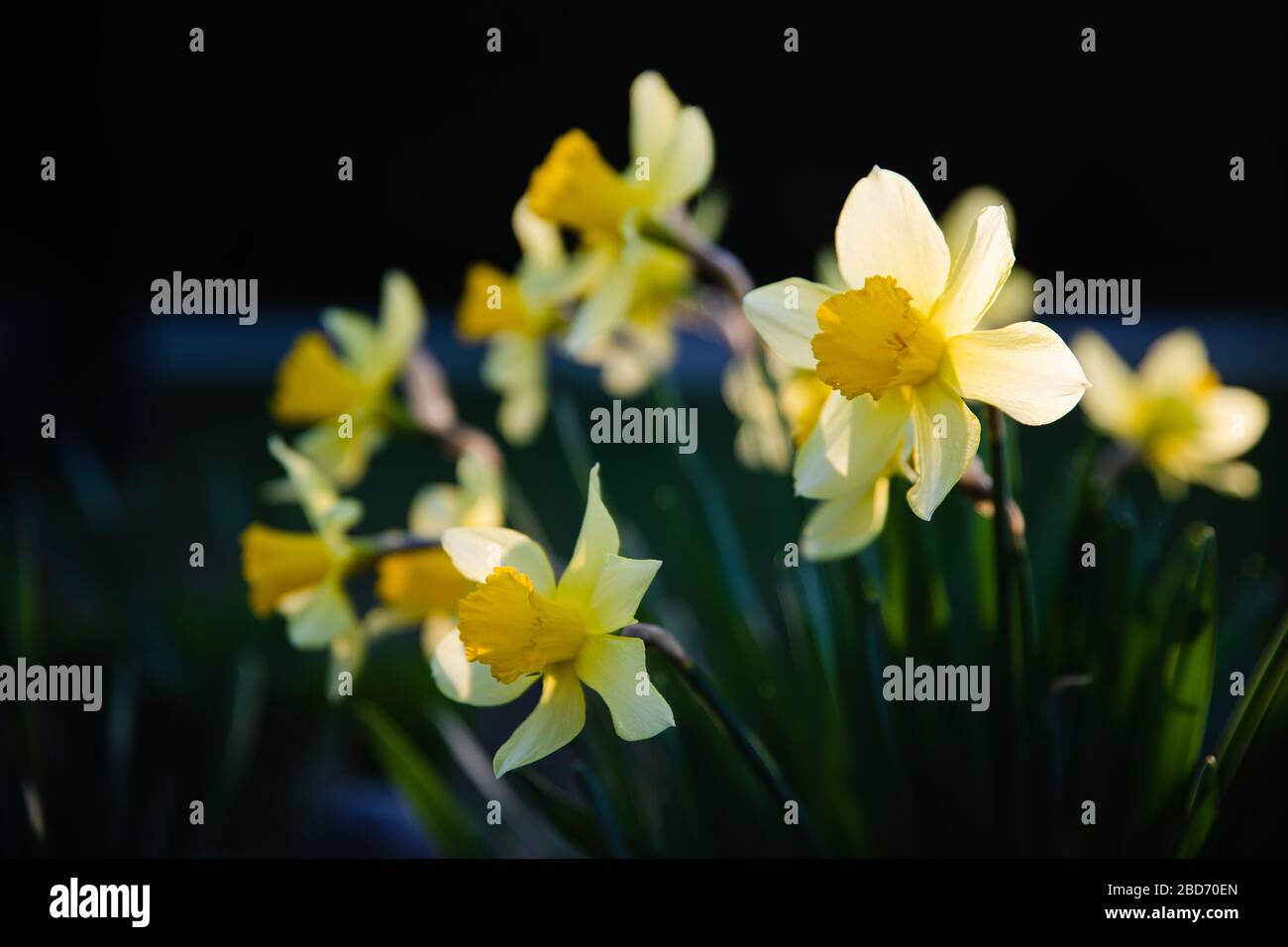 Beautiful yellow narcissus flower with fresh green leaves in bright light with dark background copy space Stock Photo