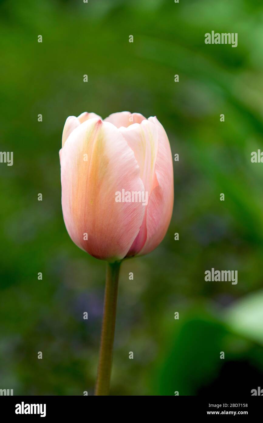 Spring tulip garden hi-res stock photography and images - Alamy