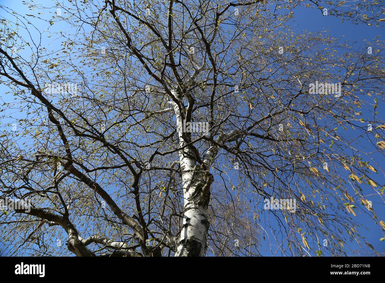 Birch with earrings in spring against the blue sky Stock Photo
