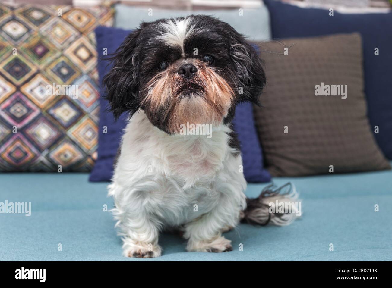 funny shih tzu haircuts