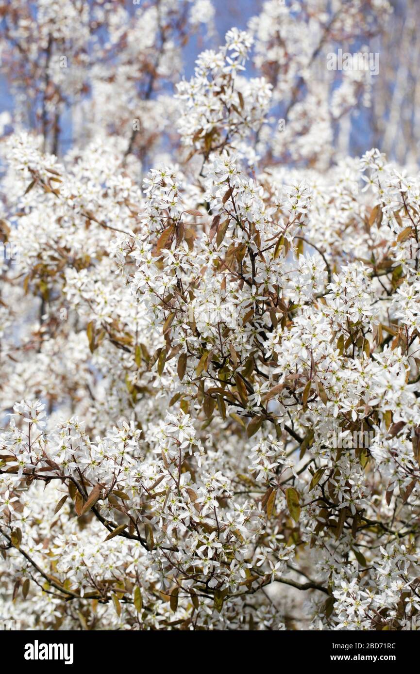 Amelanchier lamarckii blossoms in Spring. Stock Photo