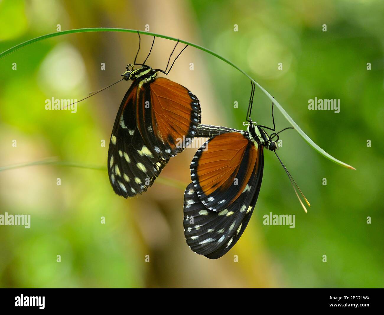 Mating Tiger Longwing (Heliconius hecale) on grass and seen from profile Stock Photo