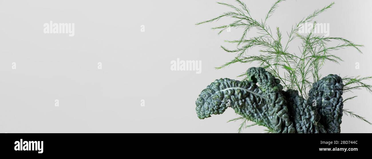 Lacinato kale leaves arranged on a white background with white space to the left, also known as Tuscan kale, Italian kale or dinosaur kale Stock Photo