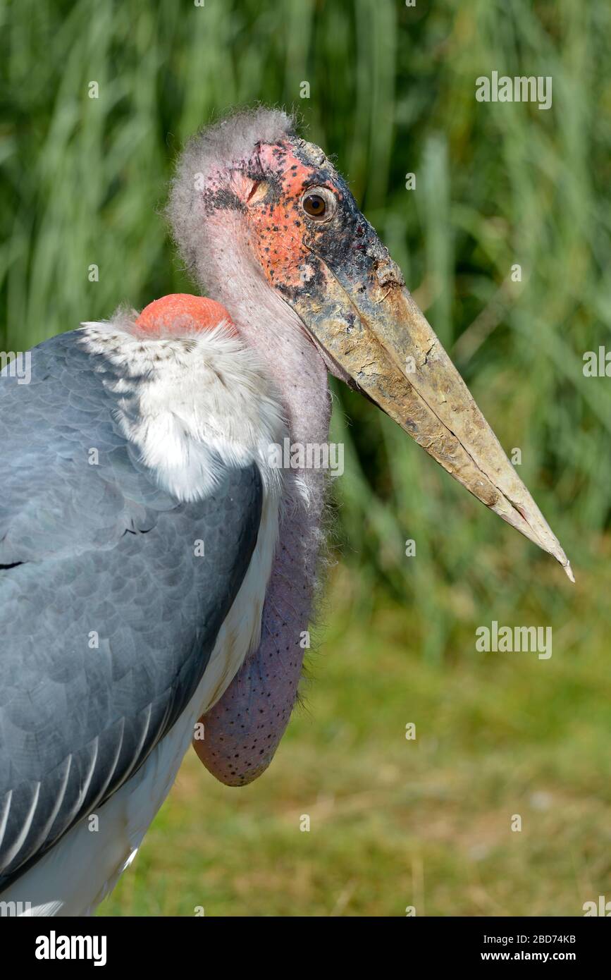 Profile portrait marabou stork (Leptoptilos crumeniferus) Stock Photo