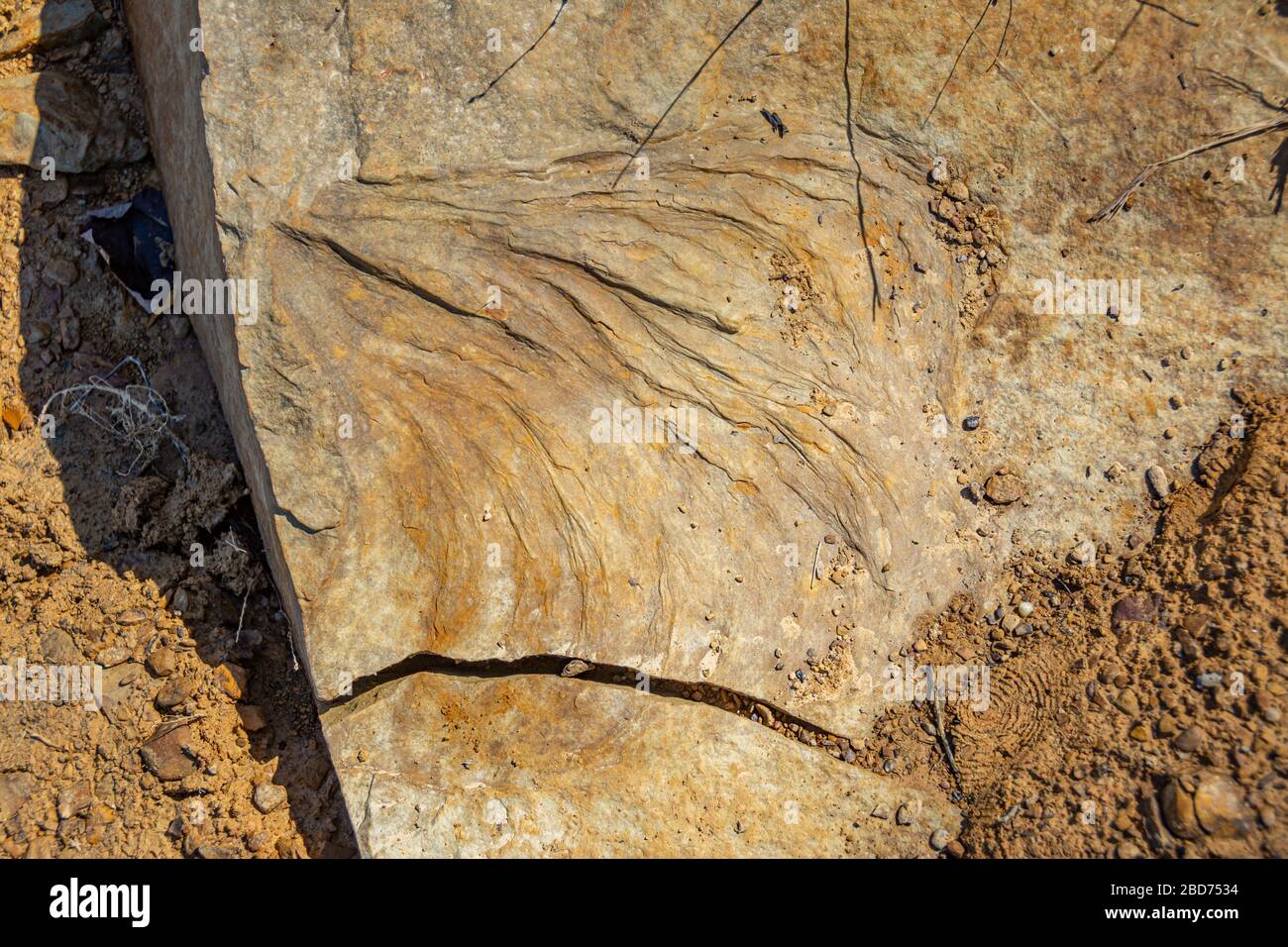Fossil impressions in stone during the ancient Mississippian Plateaus